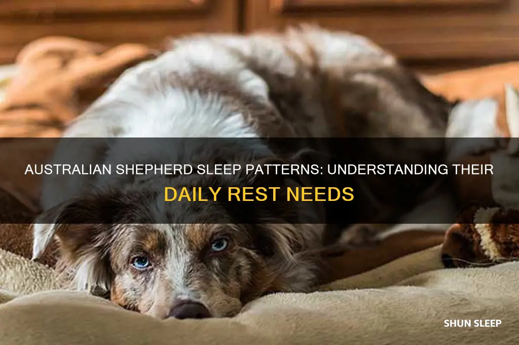 how many hours do australian shepherds sleep