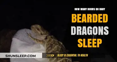 Understanding Baby Bearded Dragon Sleep Patterns and Duration