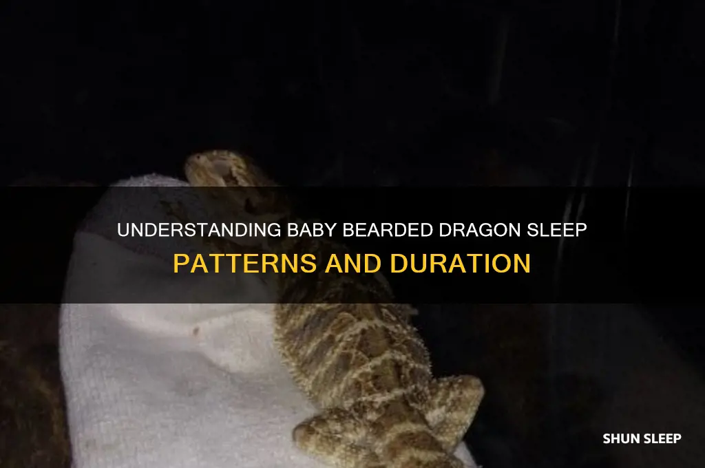 how many hours do baby bearded dragons sleep