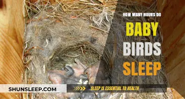Understanding Baby Birds' Sleep Patterns and Resting Hours