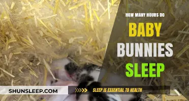 Understanding Baby Bunny Sleep Patterns: How Many Hours Do They Rest?
