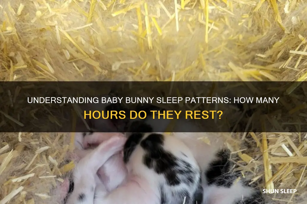 how many hours do baby bunnies sleep