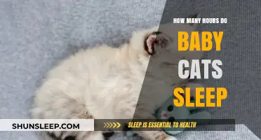 Understanding Baby Cats' Sleep Patterns: How Many Hours Do They Need?