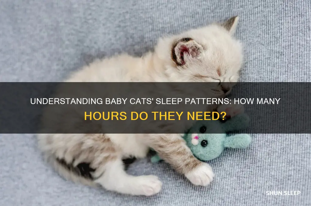 how many hours do baby cats sleep