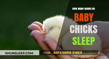Understanding Baby Chick Sleep Patterns: How Many Hours Do They Rest?