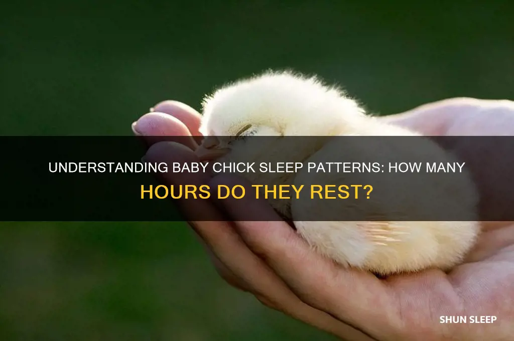 how many hours do baby chicks sleep