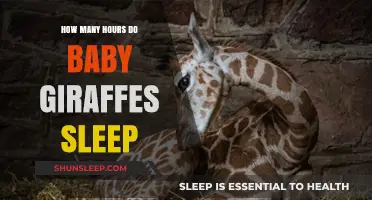 Baby Giraffes' Sleep Patterns: Unveiling Their Restful Hours and Habits