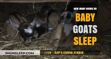 Understanding Baby Goats' Sleep Patterns: Hours and Rest Needs Explained