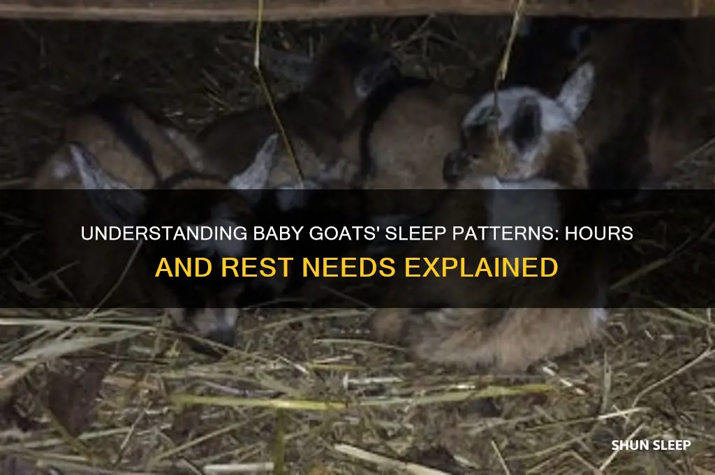 how many hours do baby goats sleep
