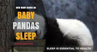 Unveiling the Adorable Sleep Habits of Baby Pandas Daily