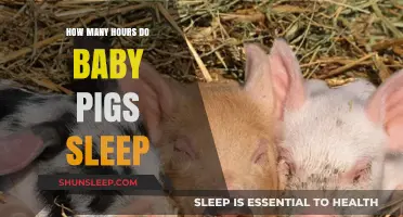 Understanding Baby Pig Sleep Patterns: Hours and Restful Habits