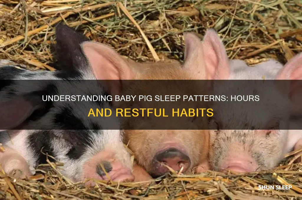 how many hours do baby pigs sleep