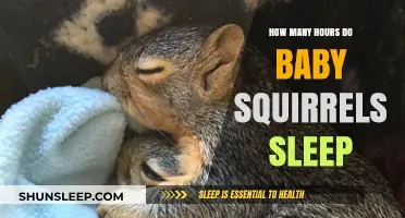 Baby Squirrels' Sleep Patterns: Understanding Their Restful Hours