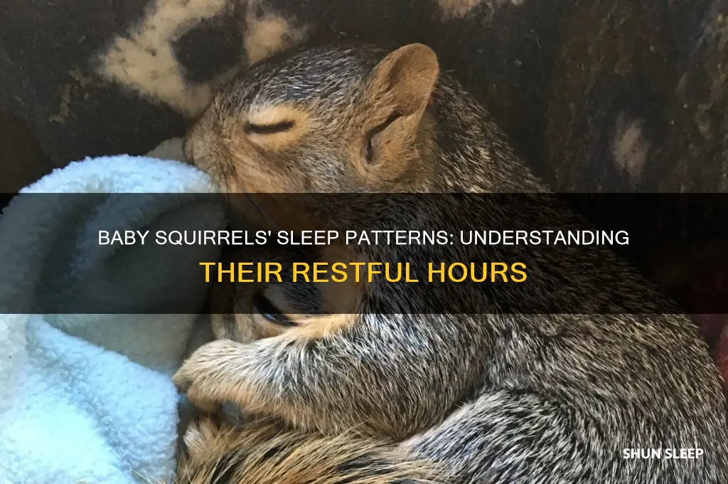 how many hours do baby squirrels sleep