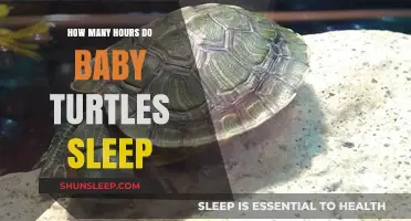 Baby Turtle Sleep Patterns: Understanding Their Resting Hours