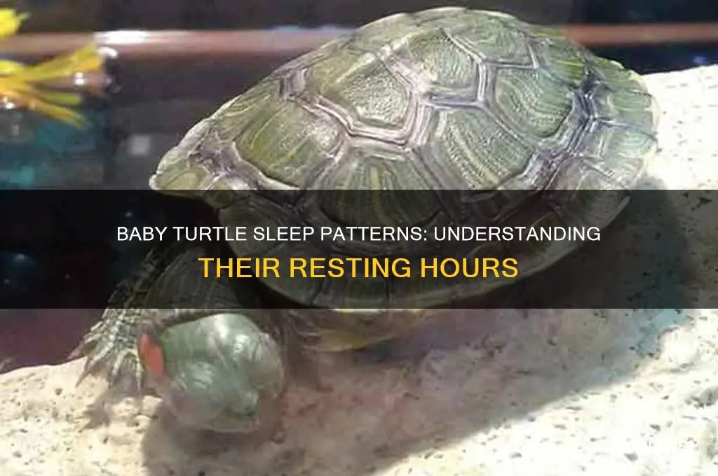 how many hours do baby turtles sleep