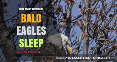 Bald Eagles' Sleep Patterns: Uncovering Their Resting Hours and Habits