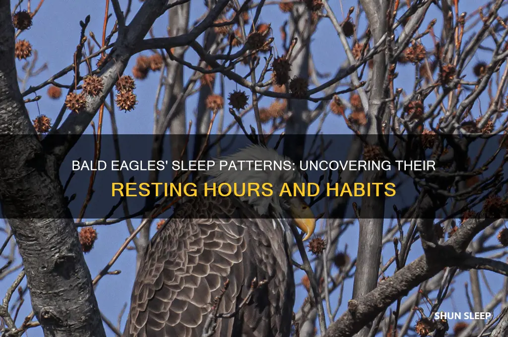 how many hours do bald eagles sleep