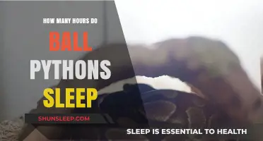 Understanding Ball Python Sleep Patterns: Hours and Habits Explained