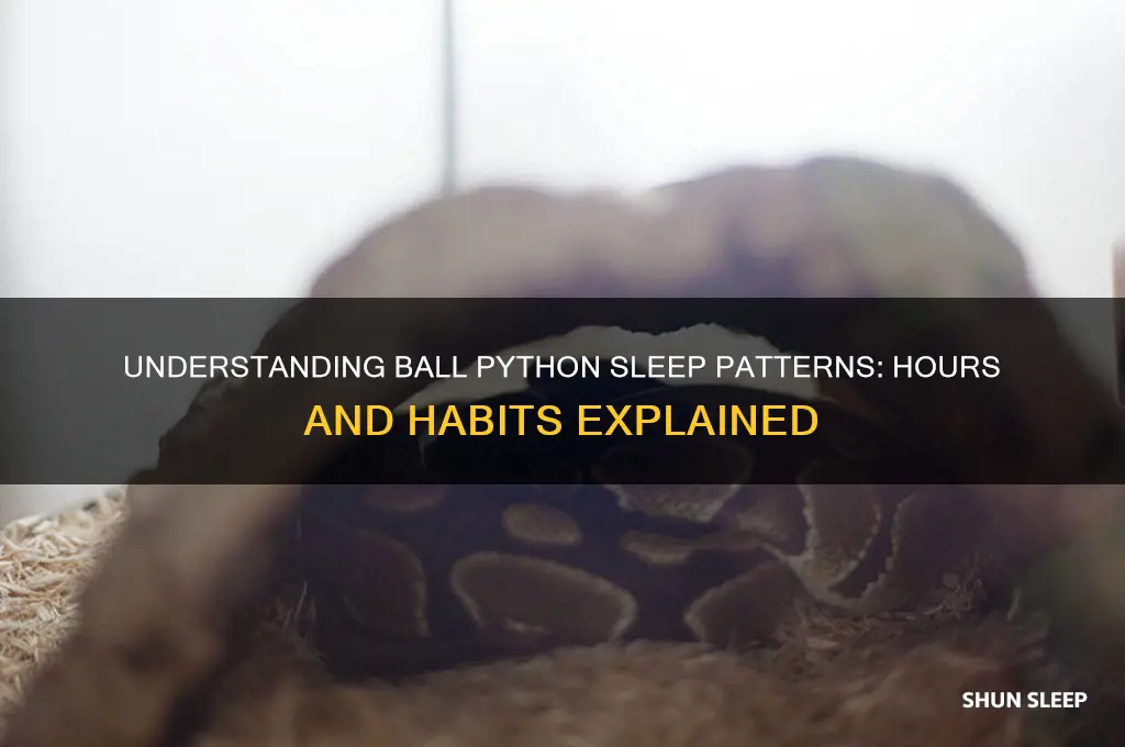 how many hours do ball pythons sleep