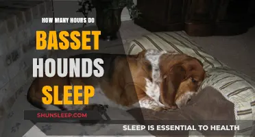 Basset Hounds' Sleep Patterns: Understanding Their Daily Rest Needs