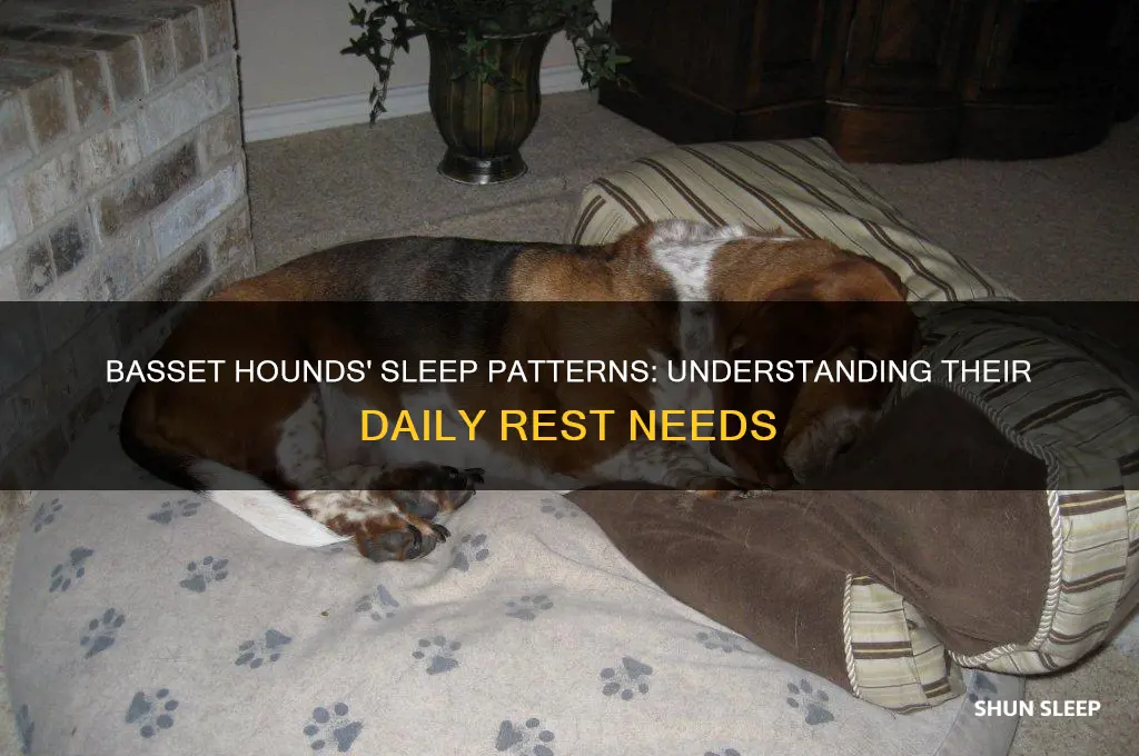 how many hours do basset hounds sleep