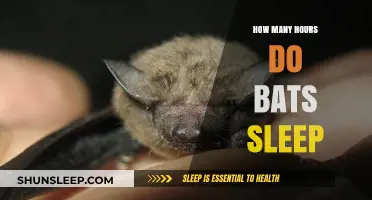 Unveiling the Sleep Secrets: How Long Do Bats Rest Daily?
