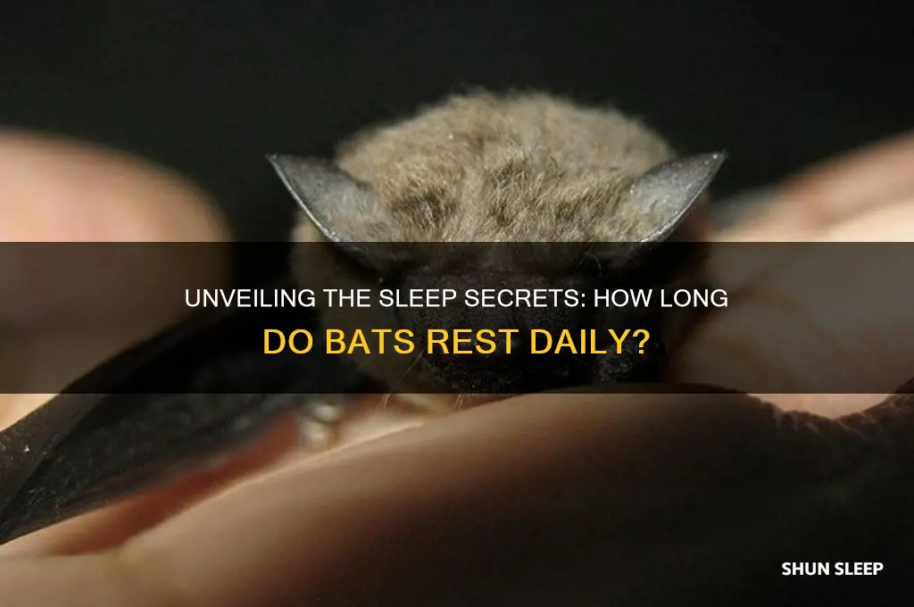 how many hours do bats sleep