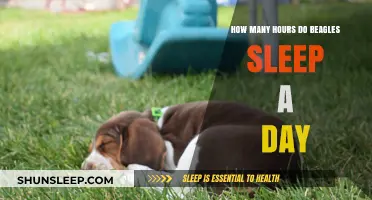 Beagles' Daily Sleep Patterns: Understanding Their Restful Hours