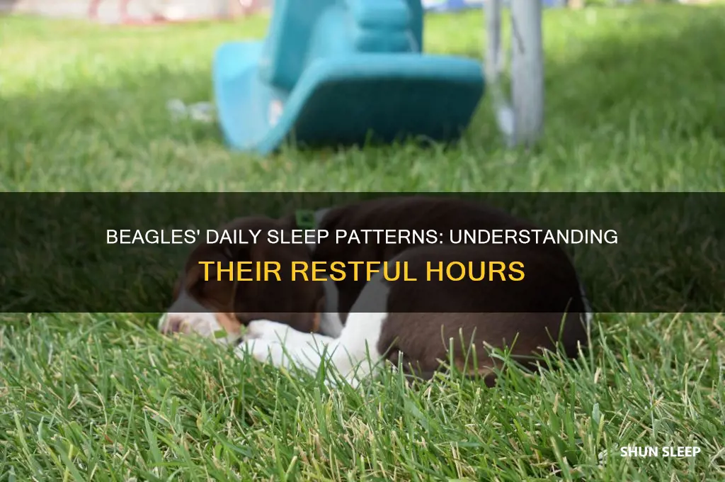 how many hours do beagles sleep a day