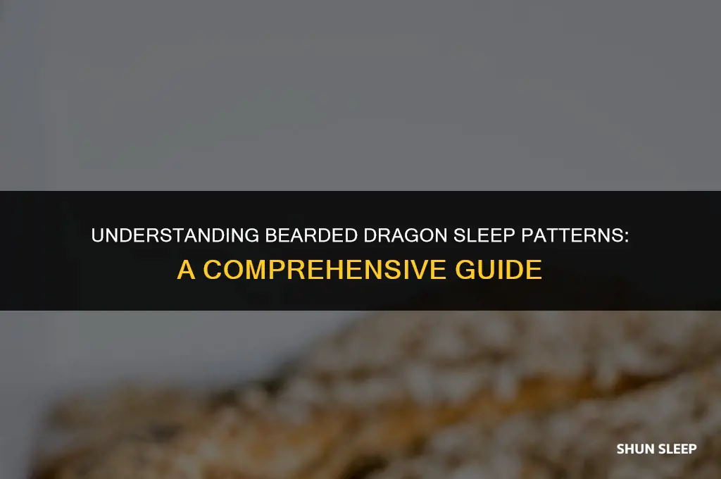 how many hours do bearded dragons sleep