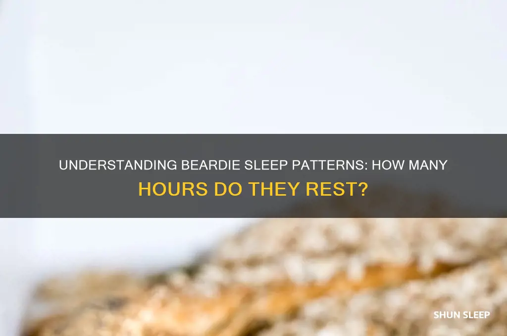 how many hours do beardies sleep