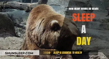 Unveiling the Daily Hibernation Habits of Bears: Sleep Duration Explained