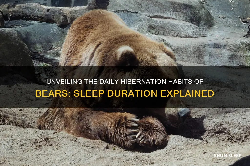 how many hours do bears sleep a day