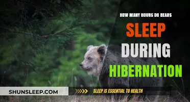 Unveiling the Hibernation Mystery: How Long Do Bears Truly Sleep?