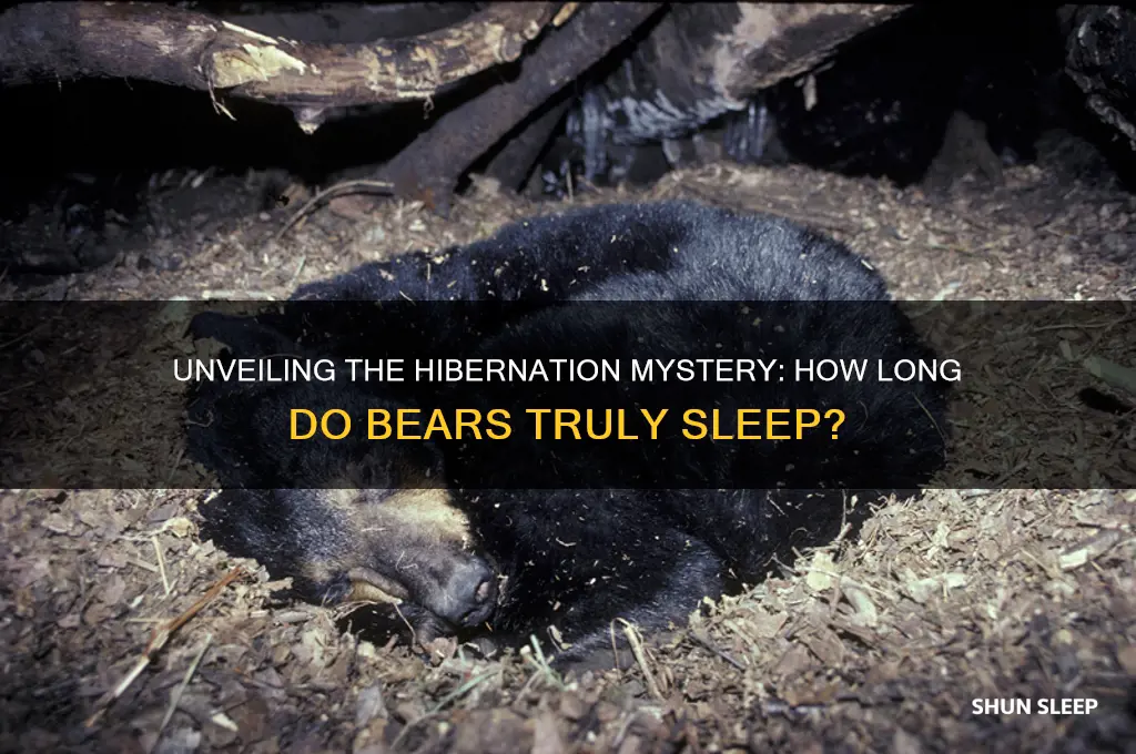 how many hours do bears sleep during hibernation