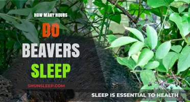 Beavers' Sleep Patterns: Uncovering Their Daily Resting Habits