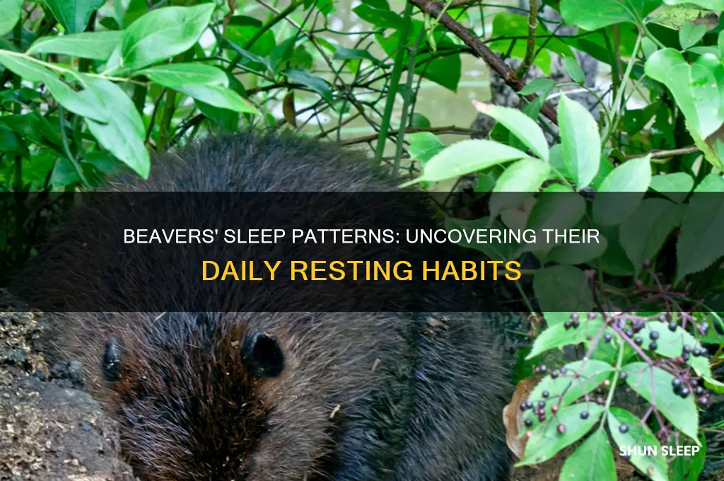 how many hours do beavers sleep