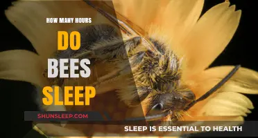 Unveiling the Buzzing Mystery: How Many Hours Do Bees Sleep?