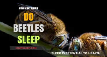 Unveiling Beetle Sleep Patterns: How Many Hours Do They Rest?