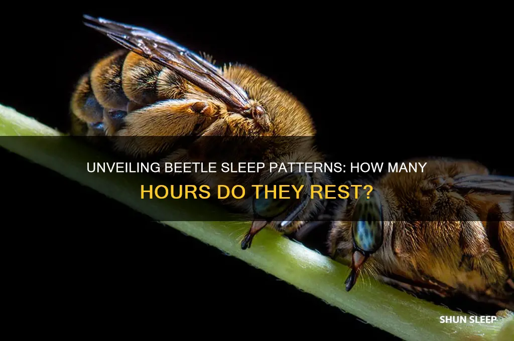 how many hours do beetles sleep