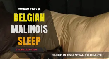 Belgian Malinois Sleep Patterns: Understanding Their Resting Hours