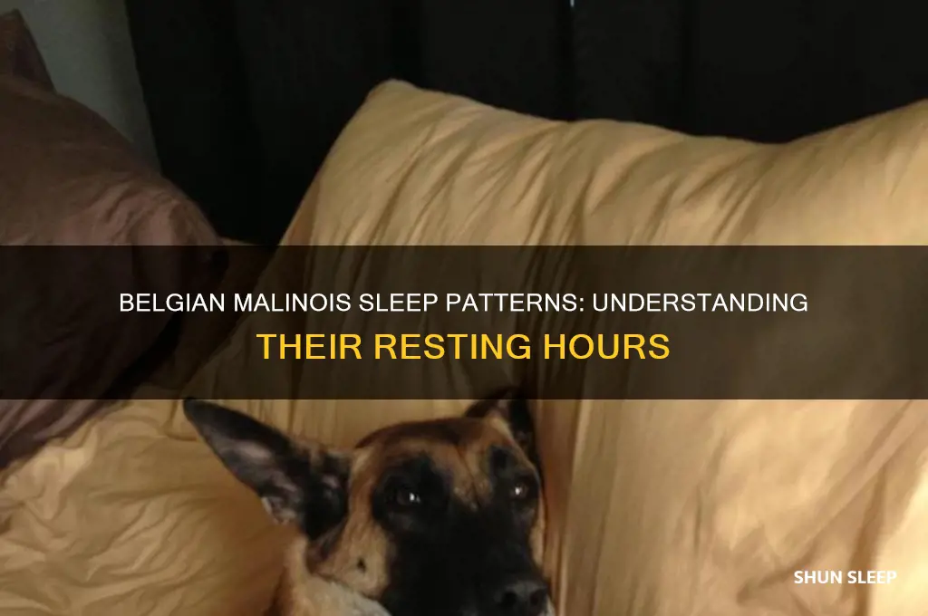 how many hours do belgian malinois sleep