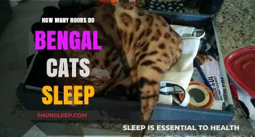 Bengal Cats' Sleep Patterns: Understanding Their Daily Rest Habits