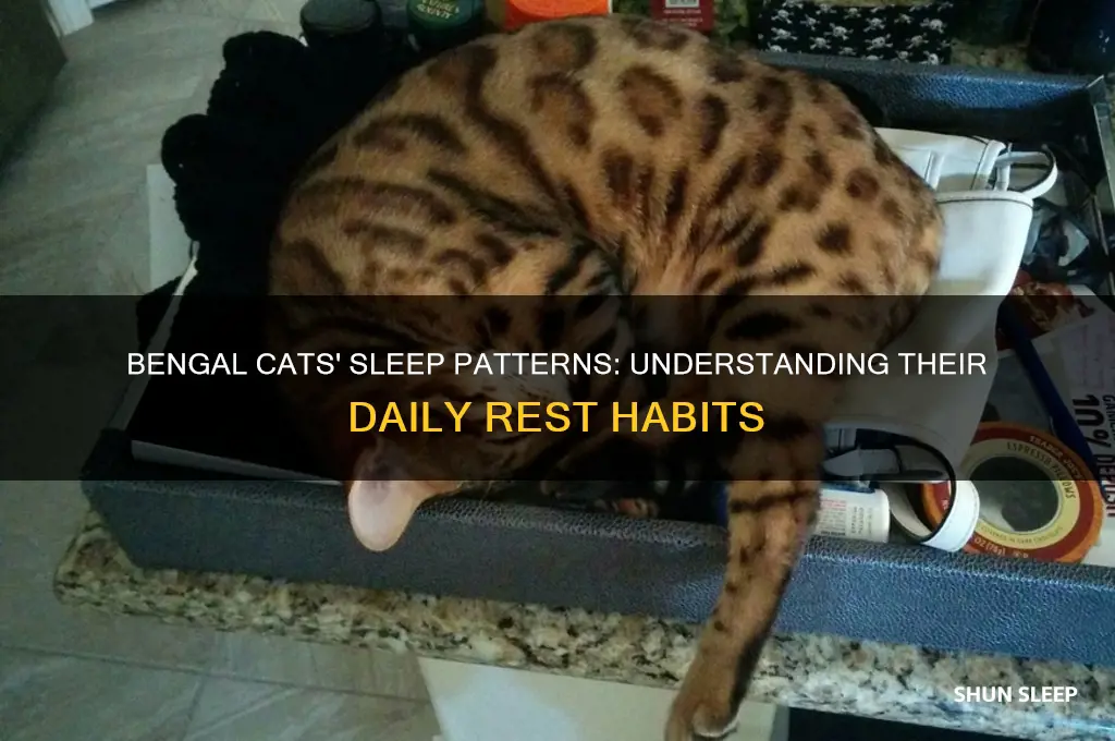 how many hours do bengal cats sleep