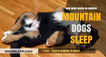 Bernese Mountain Dogs' Sleep Patterns: Understanding Their Resting Hours
