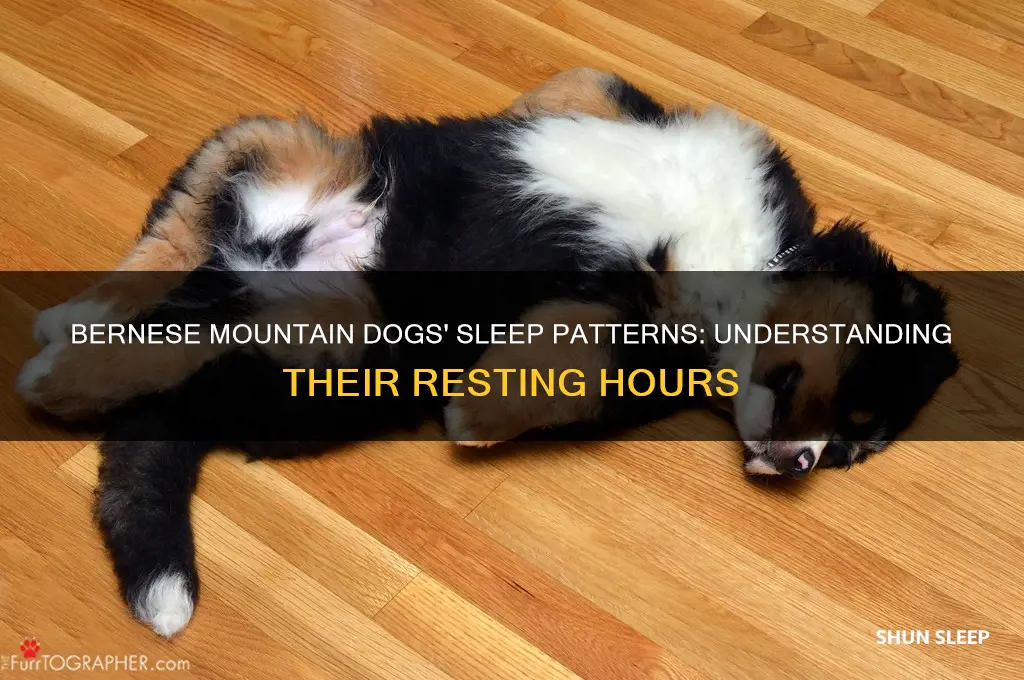how many hours do bernese mountain dogs sleep