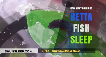 Understanding Betta Fish Sleep Patterns: A Comprehensive Guide