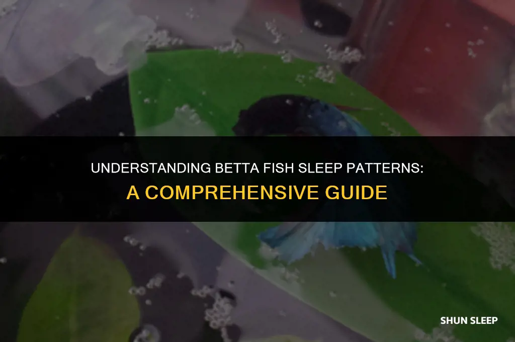 how many hours do betta fish sleep
