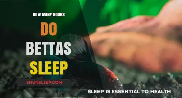 Understanding Bettas' Sleep Patterns: How Many Hours Do They Rest?